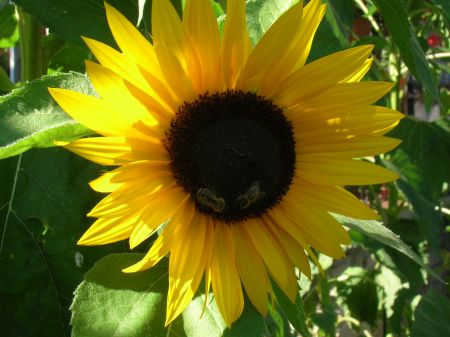 Sonnenblumen in Leifling