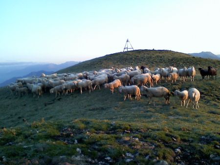 Almabtrieb Schafe